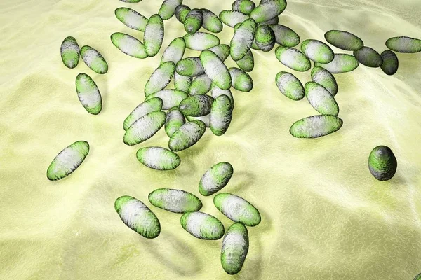 Yersinia pestis bacteria — Stock Photo, Image
