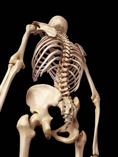 Human skeletal structure — Stock Photo, Image
