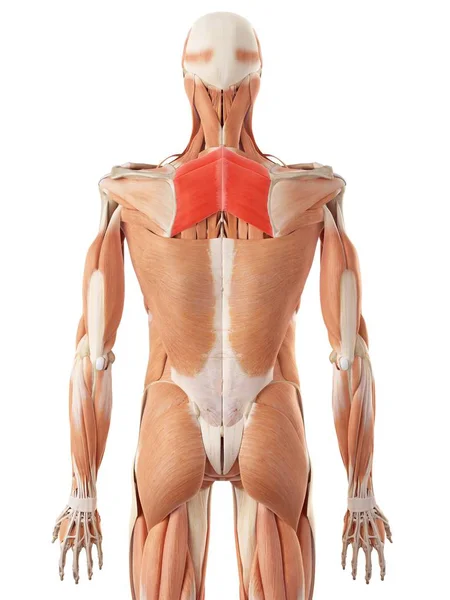 Back musculature and structural anatomy — Stock Photo, Image