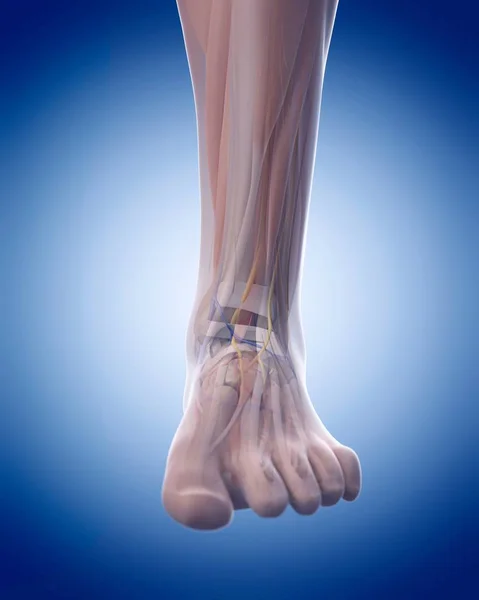 De structurele anatomie menselijk been — Stockfoto