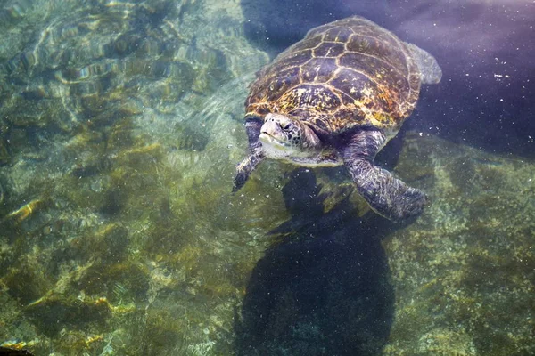 Grüne Meeresschildkröte Schwimmt Wasser — Stockfoto