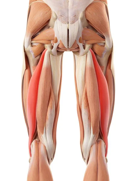 Muscoli glutei umani — Foto Stock