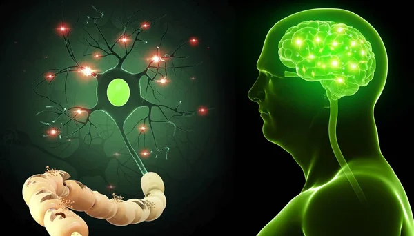 Brain and nerve cell — Stock Photo, Image