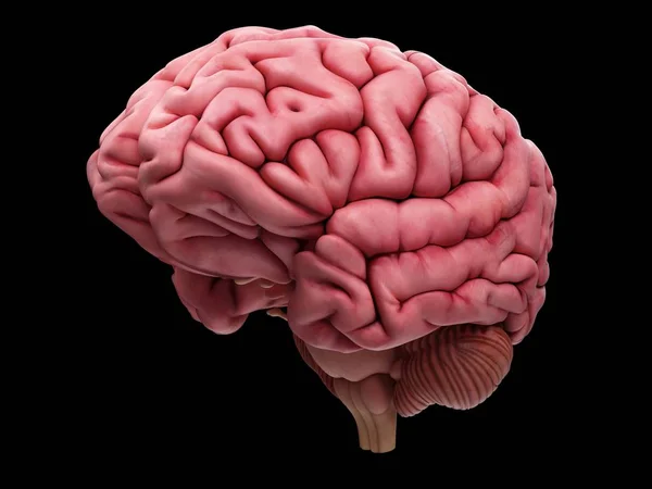 Human brain anatomy showing cortex — Stock Photo, Image