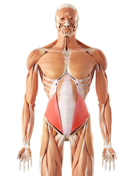 Musculatura abdominal humana — Fotografia de Stock