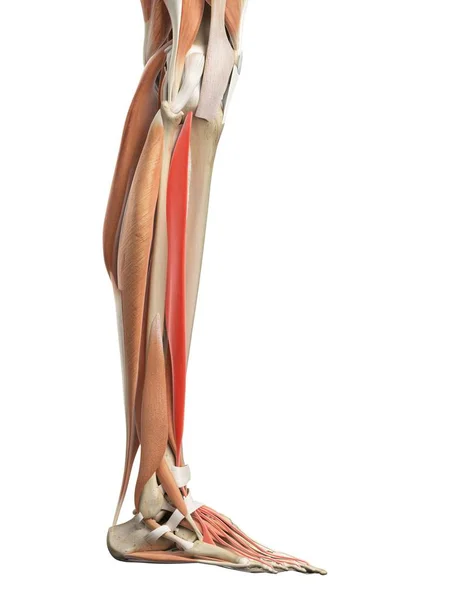Bakre och främre benmusklerna — Stockfoto