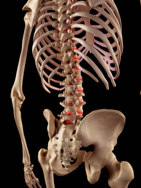 Secciones torácicas y lumbares de la columna vertebral — Foto de Stock