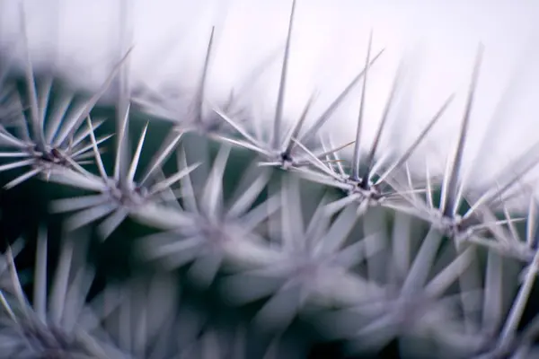 Close Cactus Spines Plant — Stock Photo, Image