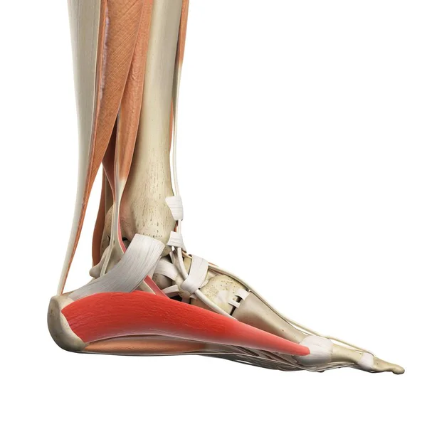 Lower leg and foot muscles — Stock Photo, Image