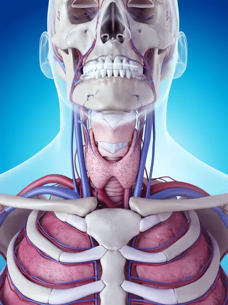 Human thyroid gland — Stock Photo, Image