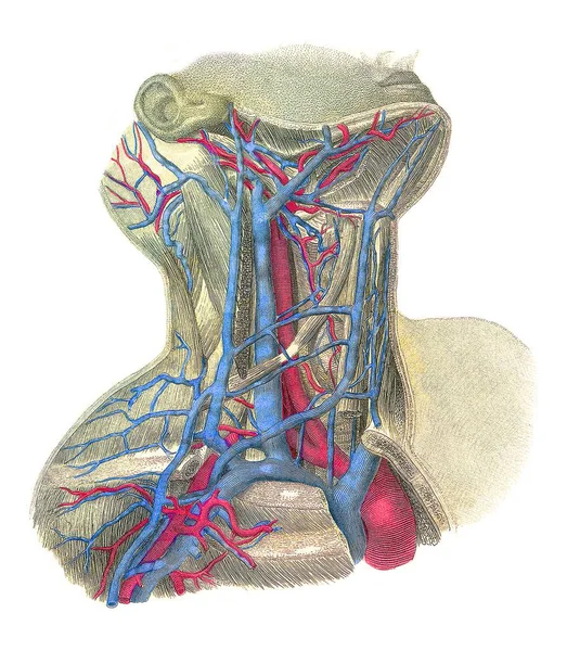 脖子上的血管 — 图库照片