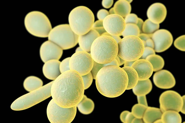 Fungo unicellulare Candida auris — Foto Stock