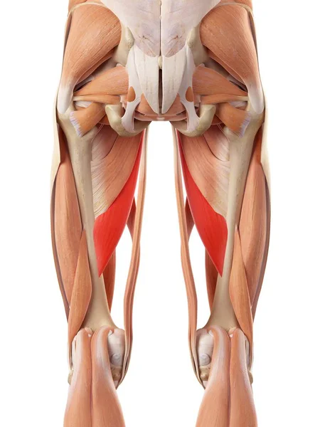 Muscoli glutei umani — Foto Stock