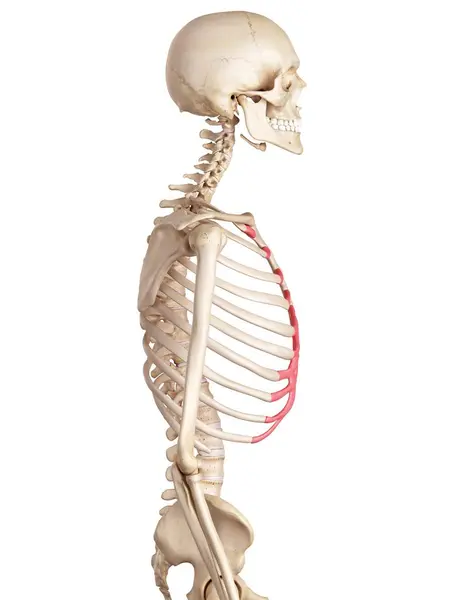 Menselijke rib ribben kraakbeen — Stockfoto