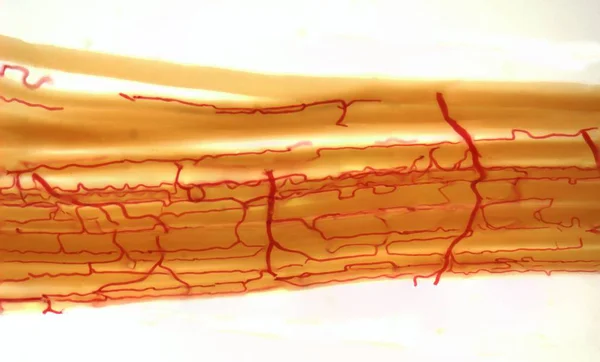 Micrografo Leggero Che Mostra Afflusso Sangue Alle Fibre Muscolari — Foto Stock