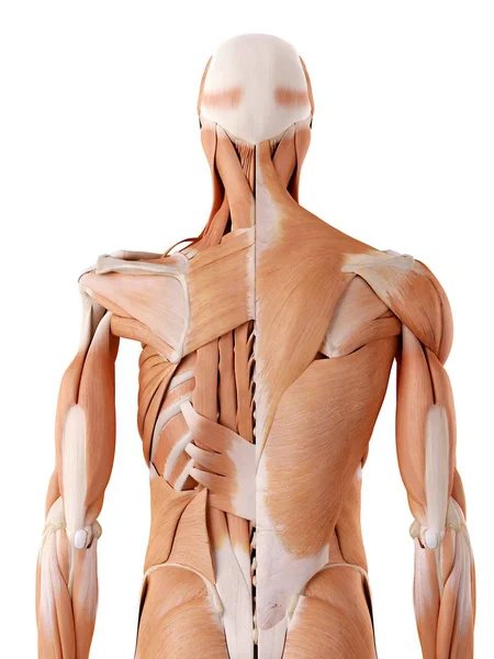 Musculatura del hombro y anatomía estructural —  Fotos de Stock