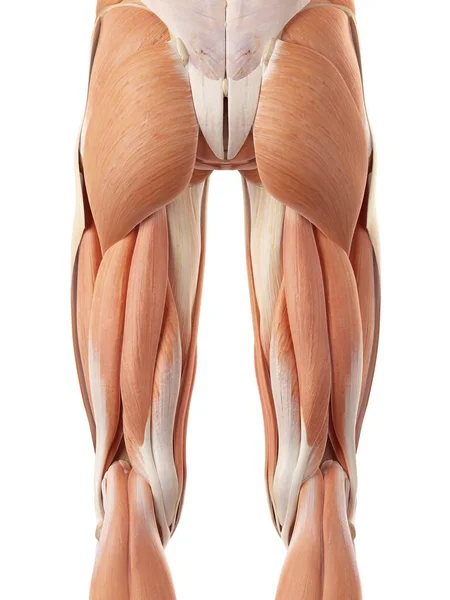 Posterior thigh and buttock muscles — Stock Photo, Image