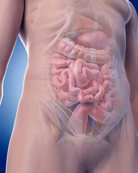 Organes internes en mettant l'accent sur le système digestif , — Photo