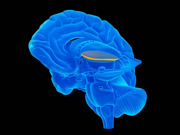 Anatomía del cerebro humano — Foto de Stock