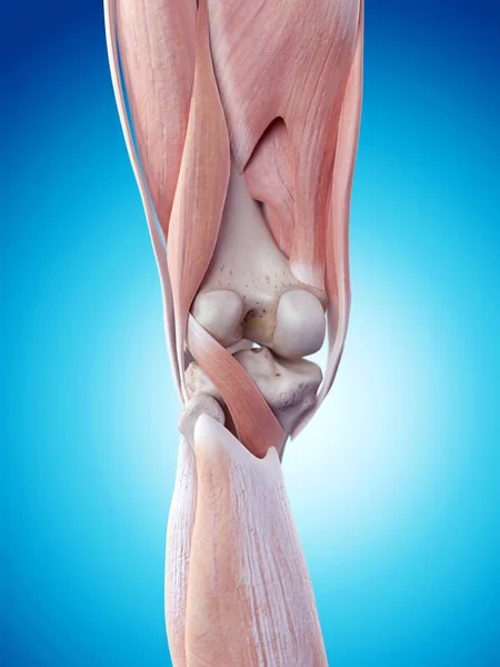 Anatomia człowieka kolana — Zdjęcie stockowe