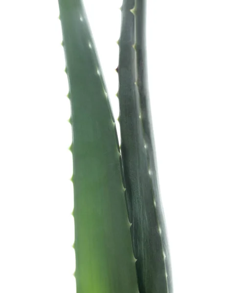 Nahaufnahme Von Aloe Vera Blättern Auf Weißem Hintergrund — Stockfoto
