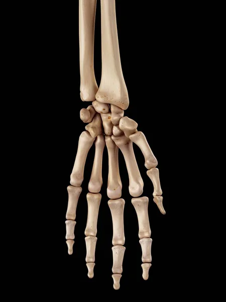 Anatomii kości ludzkiej dłoni — Zdjęcie stockowe