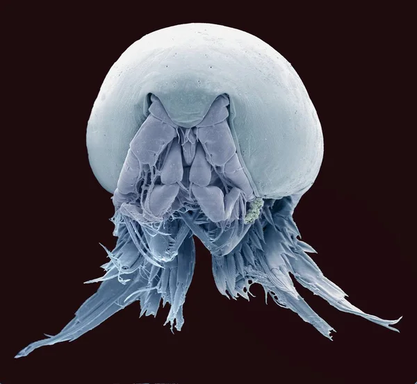 Micrografía Electrónica Barrido Sem Copépodo Subclase Copepoda —  Fotos de Stock