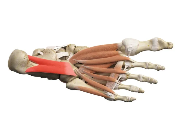 Structural anatomy of lower leg and foot — Stock Photo, Image