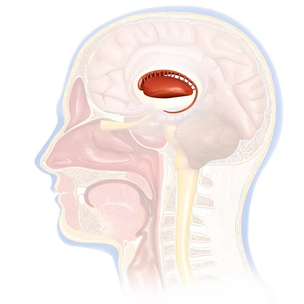 Núcleo caudado del cerebro humano —  Fotos de Stock