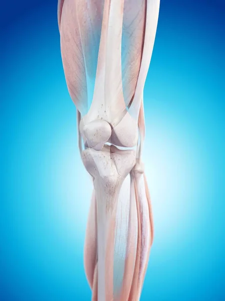Anatomia estrutural do joelho humano — Fotografia de Stock