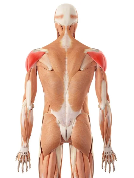 Terug van de daaraan gehechte spiermassa en structurele anatomie — Stockfoto