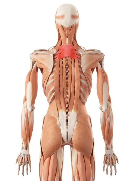 Anatomia dos músculos das costas humanos — Fotografia de Stock