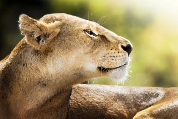 Porträt Einer Löwin Beim Wegschauen Ngorongoro Tansania — Stockfoto