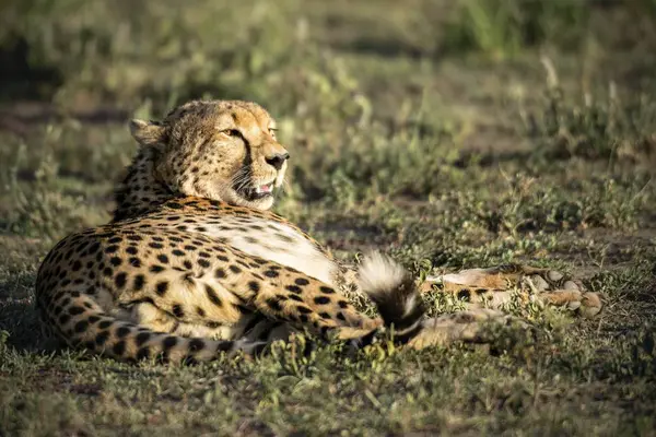 Cheetah Rusten Grond Serengeti Tanzania — Stockfoto