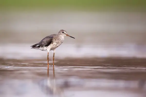 Rotschenkel Jagen Wasser — Stockfoto