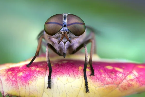Adult Fly on a leaf — Stock Photo, Image