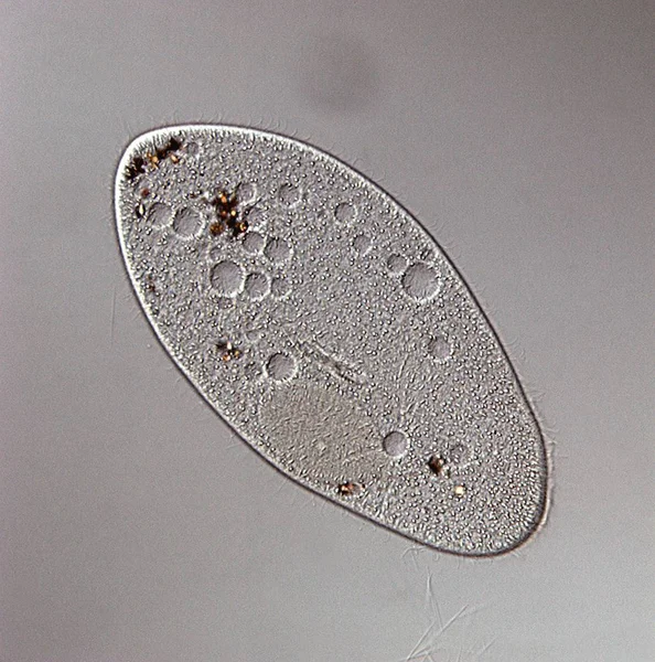 Paramecium ciliate protozoon — Stock Fotó