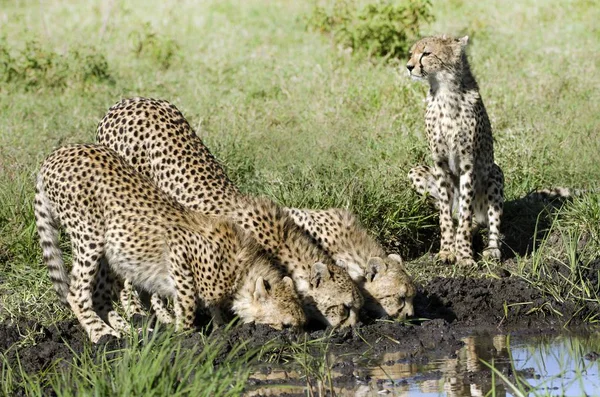 Cheetahs Buvant Dans Trou Eau Serengeti Tanzanie — Photo