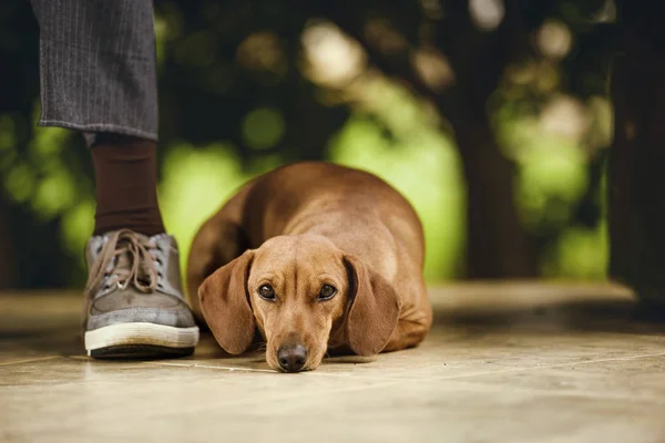 Dachshund Dog Lying Floor Bench Person Foot — Stock Photo, Image