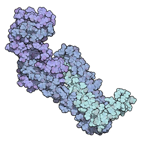 Troponiny molekuły białka serca — Zdjęcie stockowe
