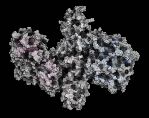 Botulinum toxin molecule — Stock Photo, Image