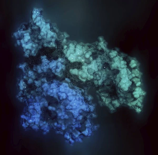 人血清白蛋白分子 — 图库照片