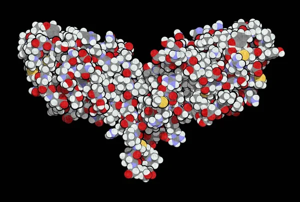 免疫检查点蛋白质分子 — 图库照片