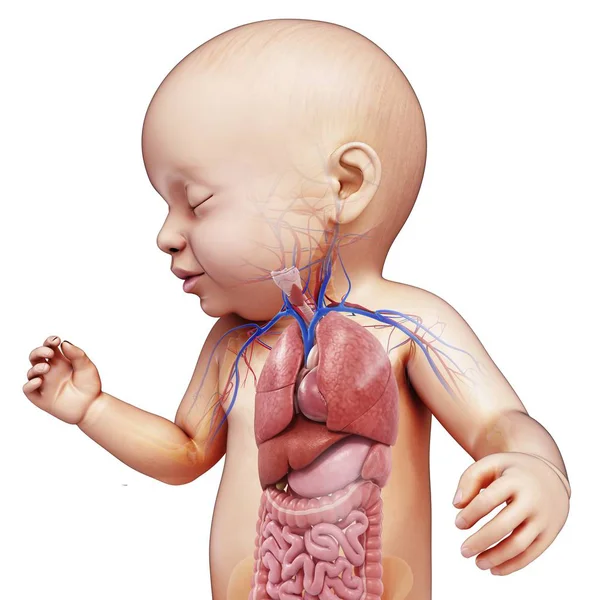 Órgãos do corpo recém-nascido — Fotografia de Stock