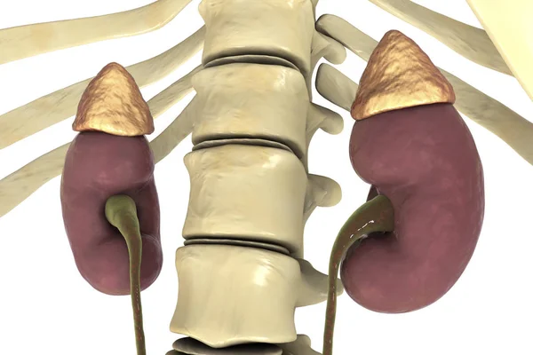 Digitális Illusztrációja Emberi Vese Ureter Mellékvesék — Stock Fotó