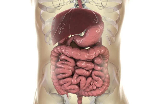 人間の体の消化器系のデジタル イラストレーション — ストック写真