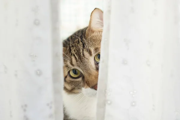 Tabby Cat Looking Out Curtain — Stock Photo, Image
