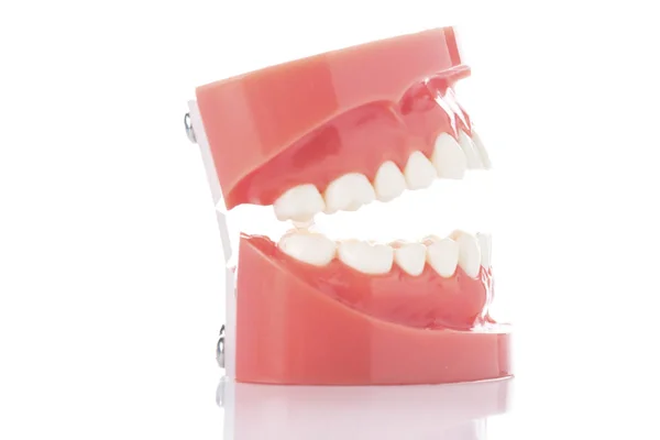 Modello Dentale Denti Sfondo Bianco — Foto Stock