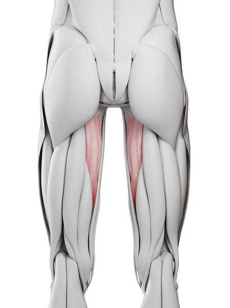 Anatomia Masculina Mostrando Músculo Abductus Magnus Ilustração Computacional — Fotografia de Stock
