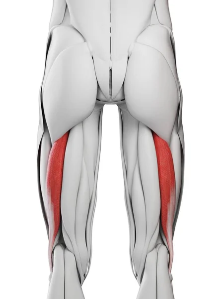 Anatomia Masculina Mostrando Bíceps Femoris Músculo Longo Ilustração Computador — Fotografia de Stock